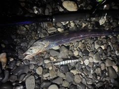 タチウオの釣果