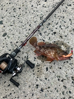 カサゴの釣果
