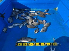 クロダイの釣果