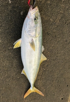 フクラギの釣果