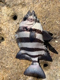 イシダイの釣果