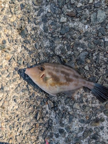 ウマヅラハギの釣果・釣り情報まとめ【2026年最新】 - アングラーズ