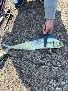 シイラの釣果