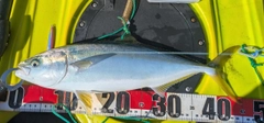 イナダの釣果