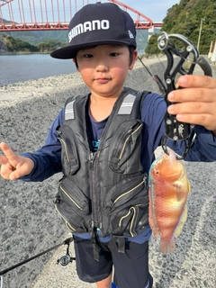 イラの釣果