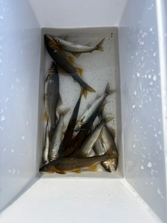 アユの釣果