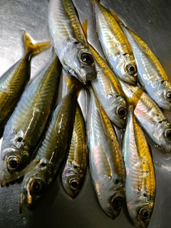 マアジの釣果