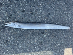 タチウオの釣果