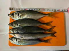 アジの釣果