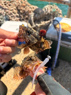 カサゴの釣果