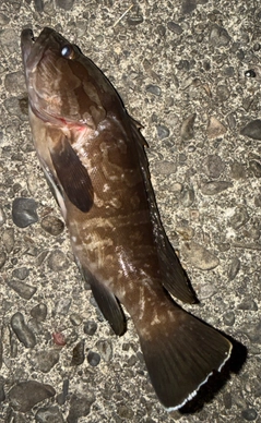 クエの釣果