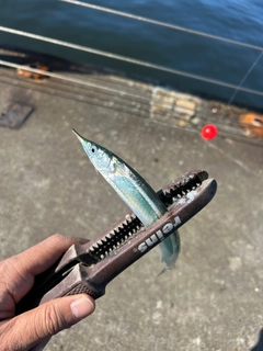 サヨリの釣果