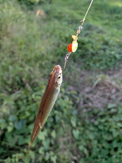 オイカワの釣果