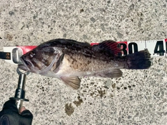 クロソイの釣果