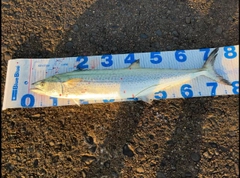 サワラの釣果