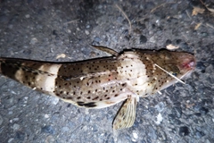 ワニゴチの釣果
