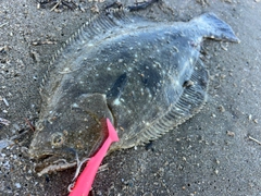ソゲの釣果
