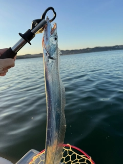 タチウオの釣果