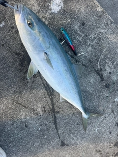 ワラサの釣果
