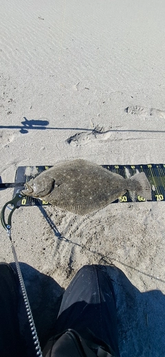 ヒラメの釣果