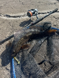 アイナメの釣果