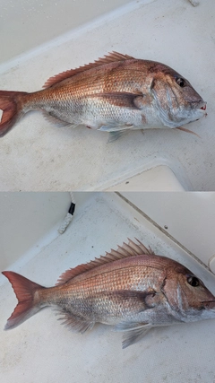 マダイの釣果