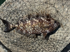 アイゴの釣果