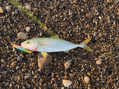 ワカシの釣果