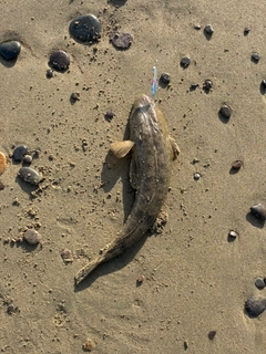 マゴチの釣果