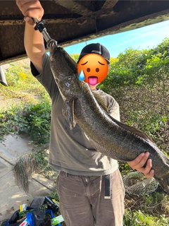 ライギョの釣果