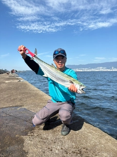 サワラの釣果