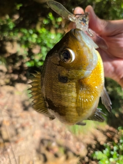 ブルーギルの釣果