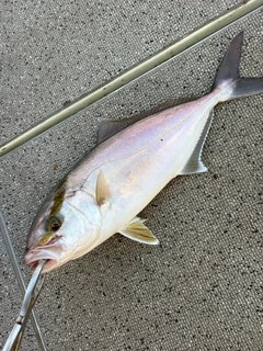 ショゴの釣果