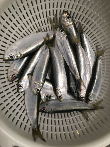 サッパの釣果