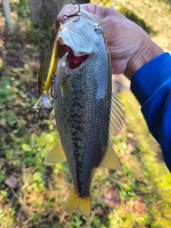 ラージマウスバスの釣果