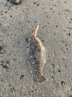 ソゲの釣果