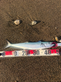 サゴシの釣果