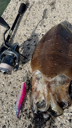 モンゴウイカの釣果
