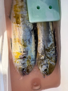シイラの釣果