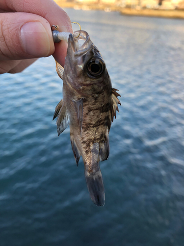 メバルの釣果