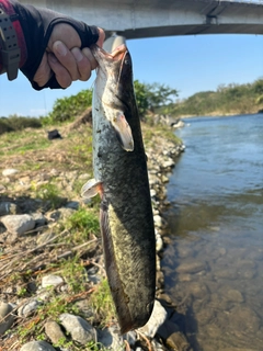 ナマズの釣果