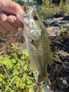 ラージマウスバスの釣果