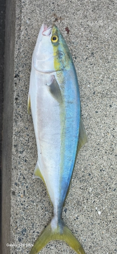 ハマチの釣果