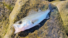 セイゴ（マルスズキ）の釣果