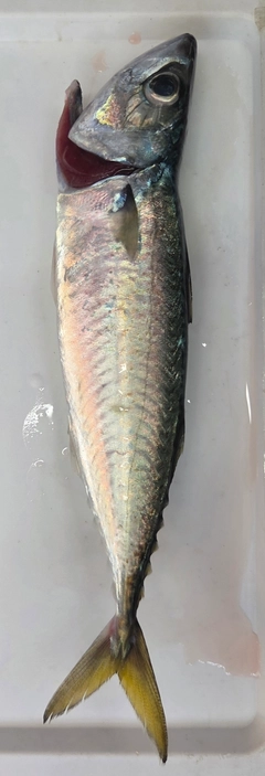 サバの釣果