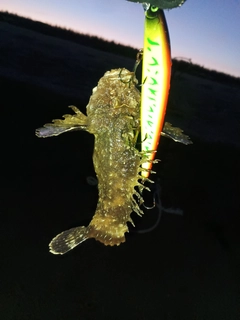 ハオコゼの釣果