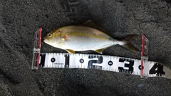 ショゴの釣果