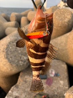 アオハタの釣果