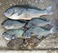 メジナの釣果