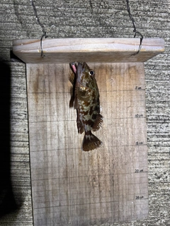 ガシラの釣果